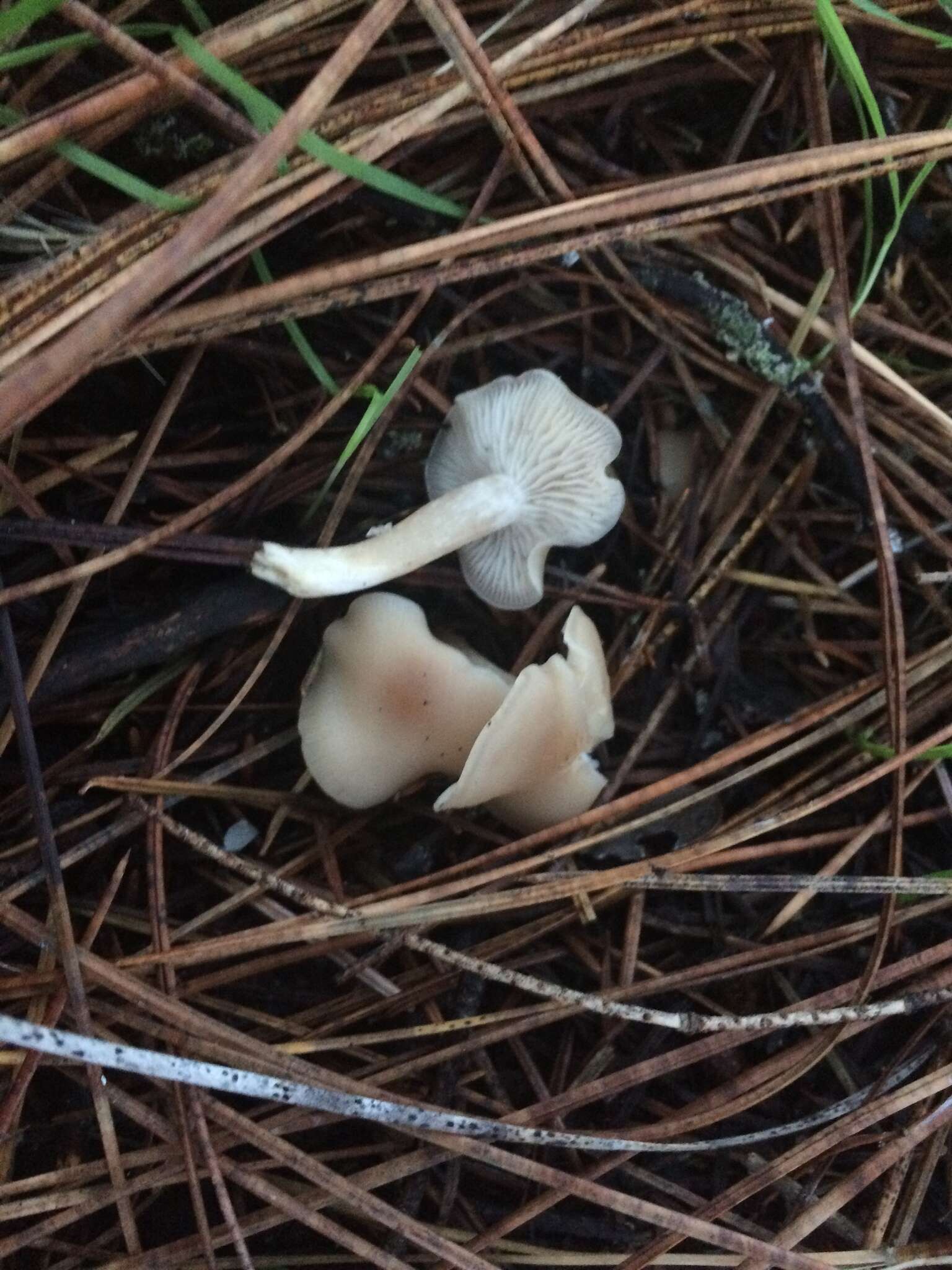 Plancia ëd Clitocybe fragrans (With.) P. Kumm. 1871