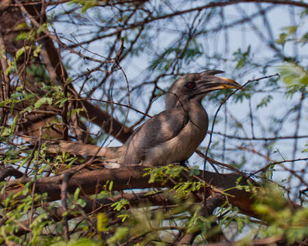 Image of Indian Grey Hornbill