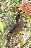 Image of Dusky Honeyeater