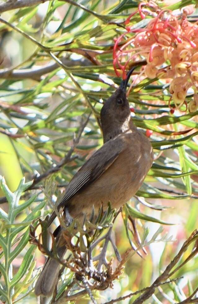 Image of Dusky Honeyeater