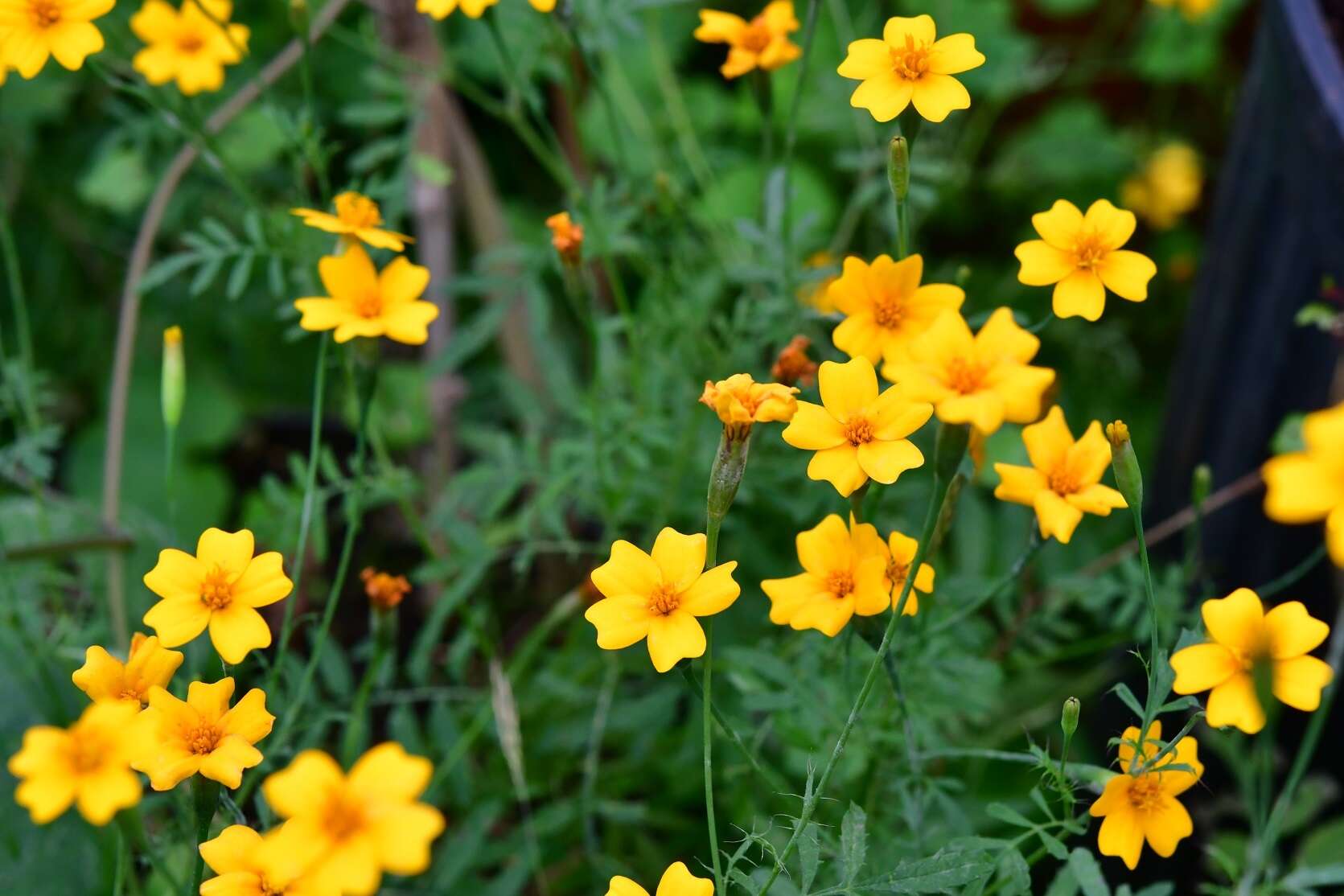 Tagetes tenuifolia Cav. resmi