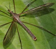 Image of Marsh crane fly