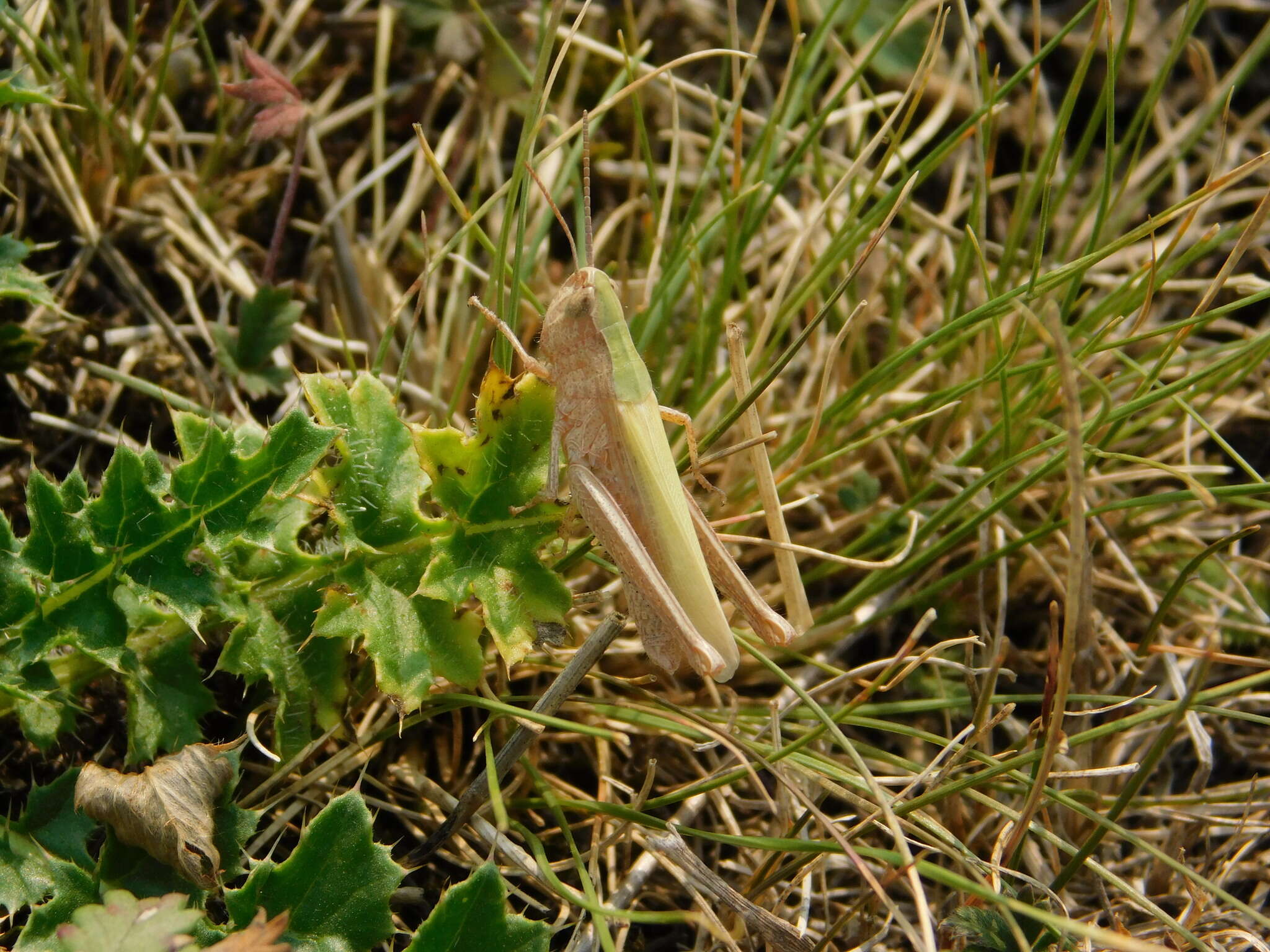 Image de criquet verte-échine