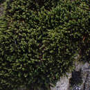 Image of Lawton's racomitrium moss