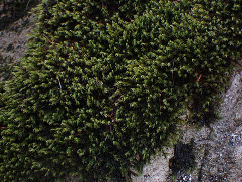 Image of Lawton's racomitrium moss