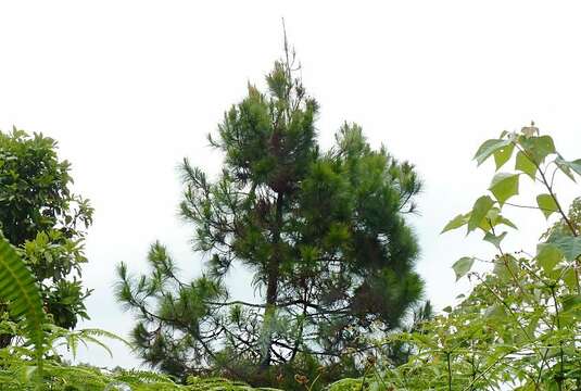 Image of Merkus pine