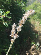 Image of redroot buckwheat