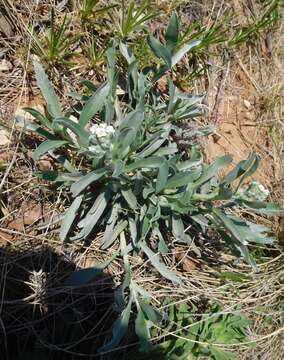 Image de Oreocarya suffruticosa (Torr.) Greene