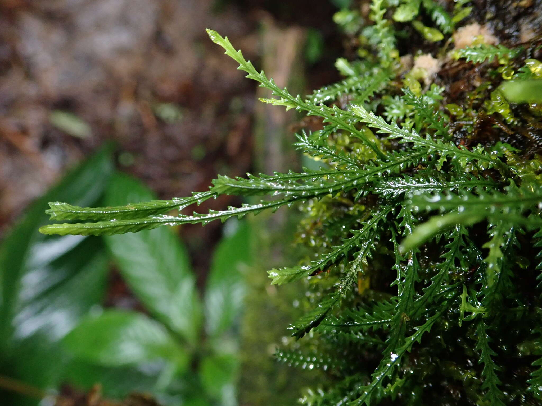 Image of toothed snailfern