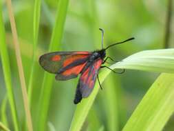 Image of <i>Zygaena romeo</i>