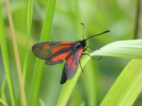 Plancia ëd <i>Zygaena romeo</i>