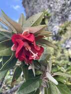 Image of Trochetia boutoniana F. Friedmann