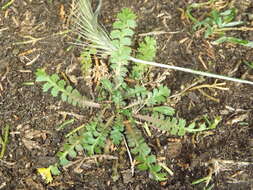 Image of Lepidium tenuicaule Kirk