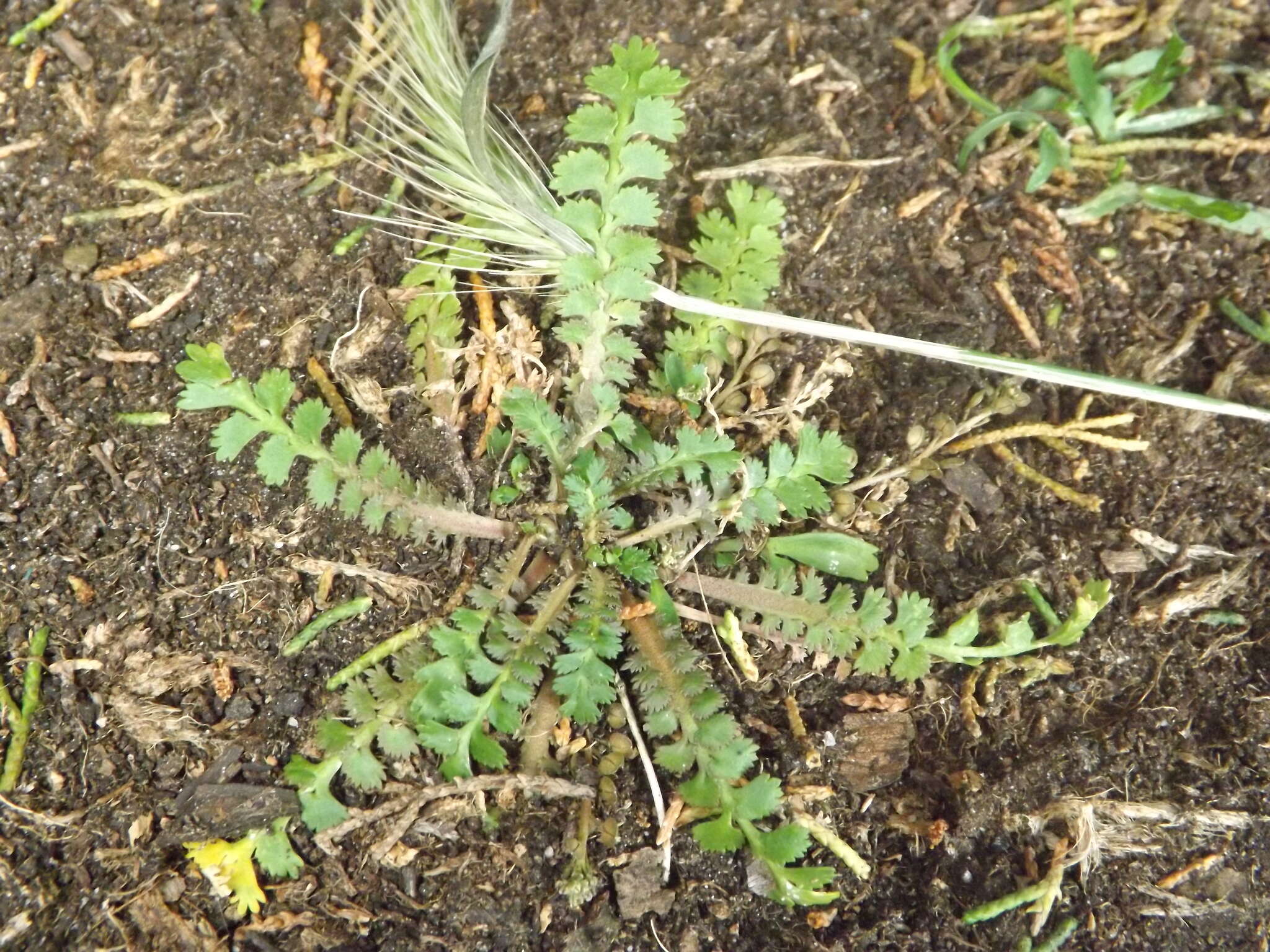 Image of Lepidium tenuicaule Kirk