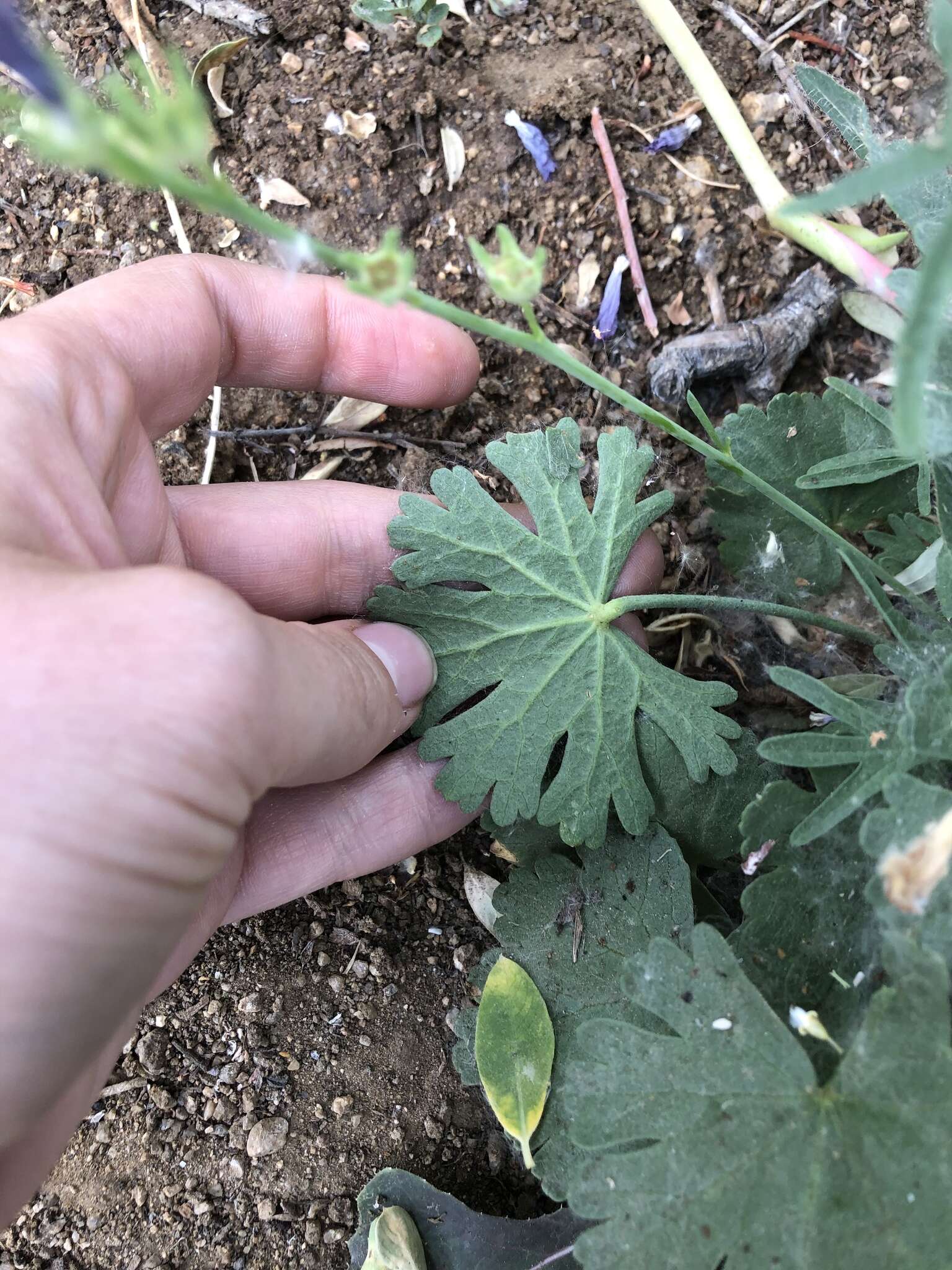 Image of Owens Valley sidalcea