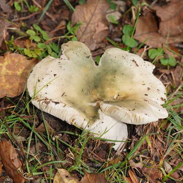 Image of Russula iterika Grgur. 1997