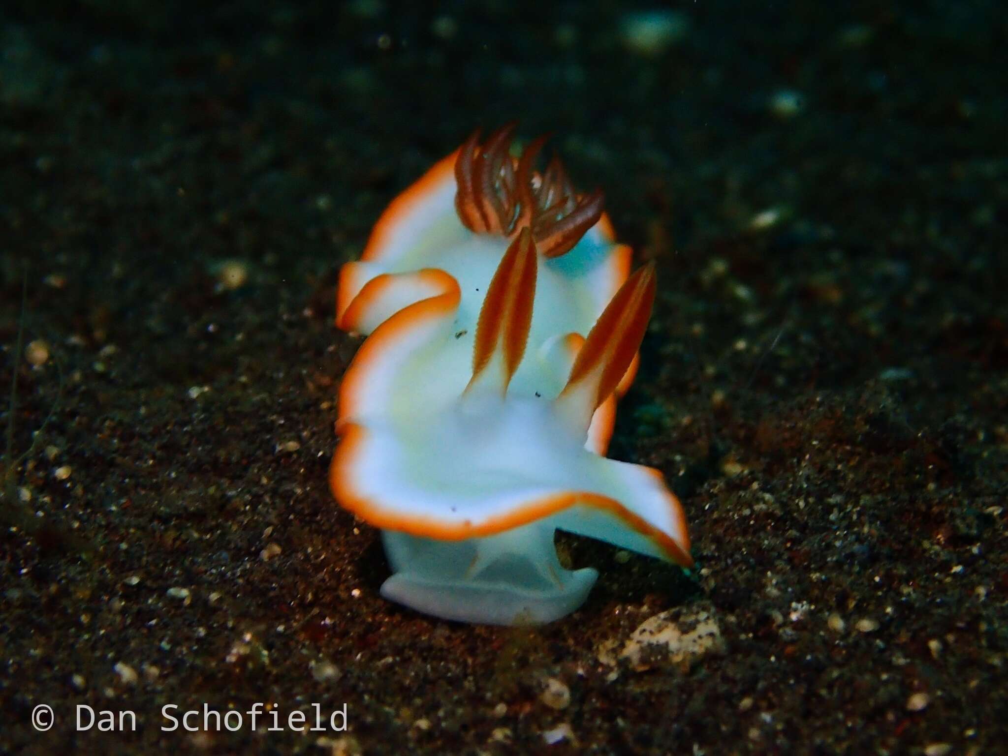 Image of Ardeadoris averni (Rudman 1985)