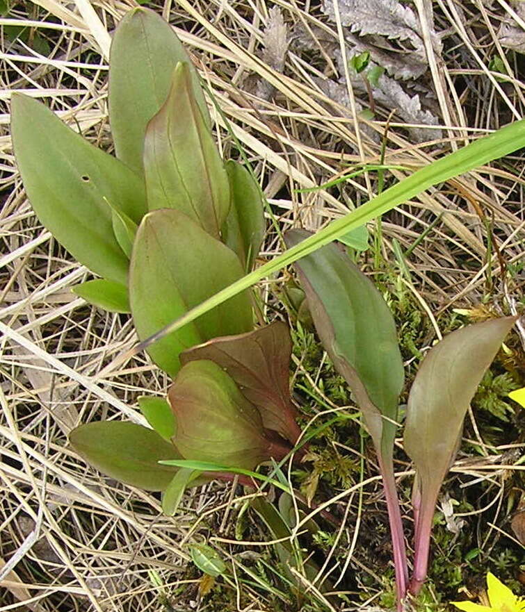 Image of Swertia perennis subsp. stenopetala (Regel & Til.) Worosch.