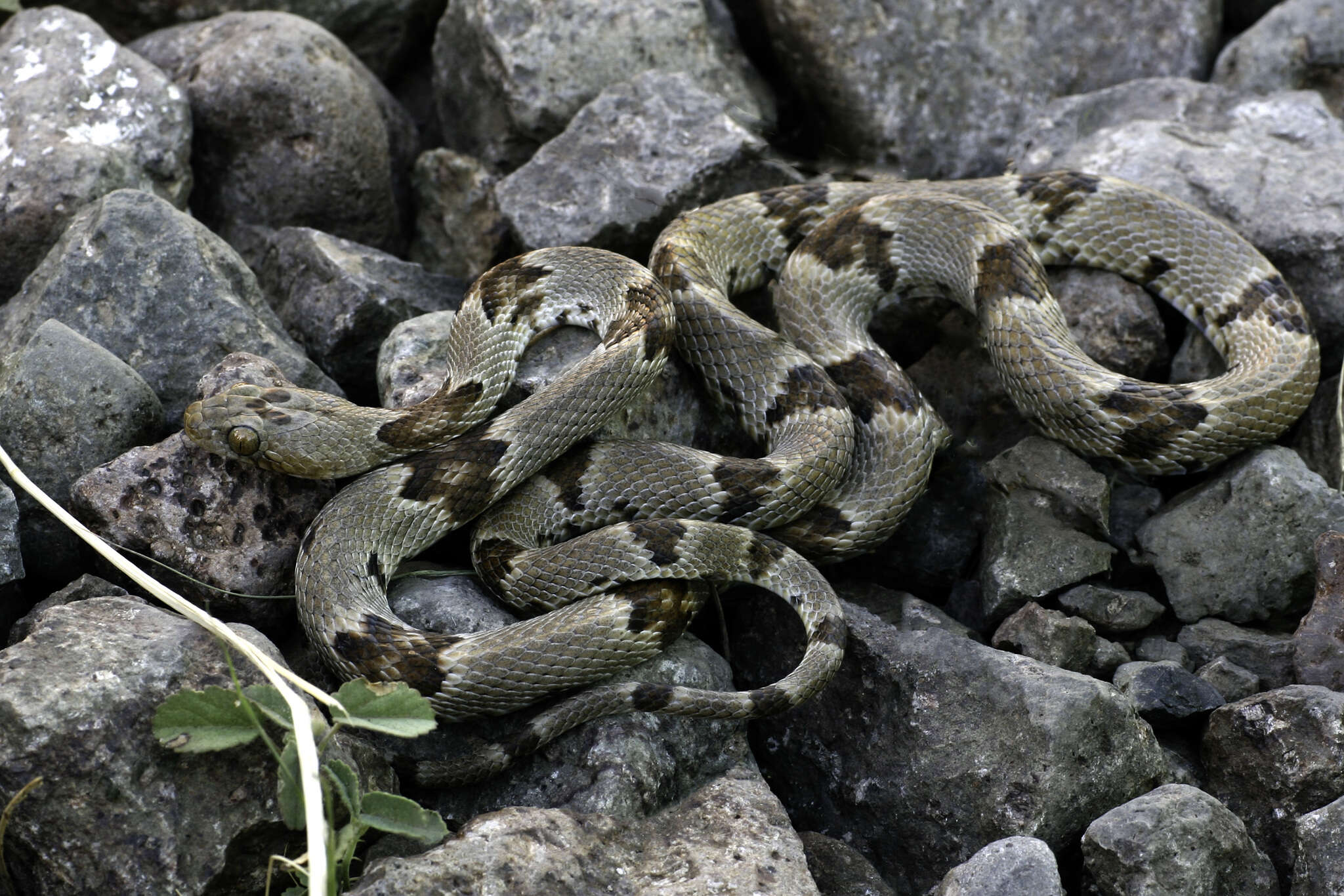 Image of Chihuahuan Desert Lyresnake