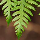 Image of Pteris epaleata D. J. Ohlsen