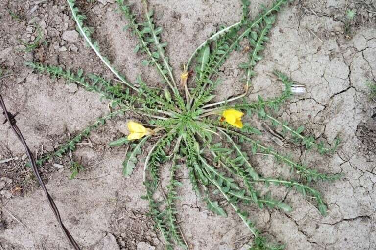 Image of Tansy-Leaf Goldeneggs