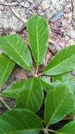 Image of Vitex perrieri Danguy