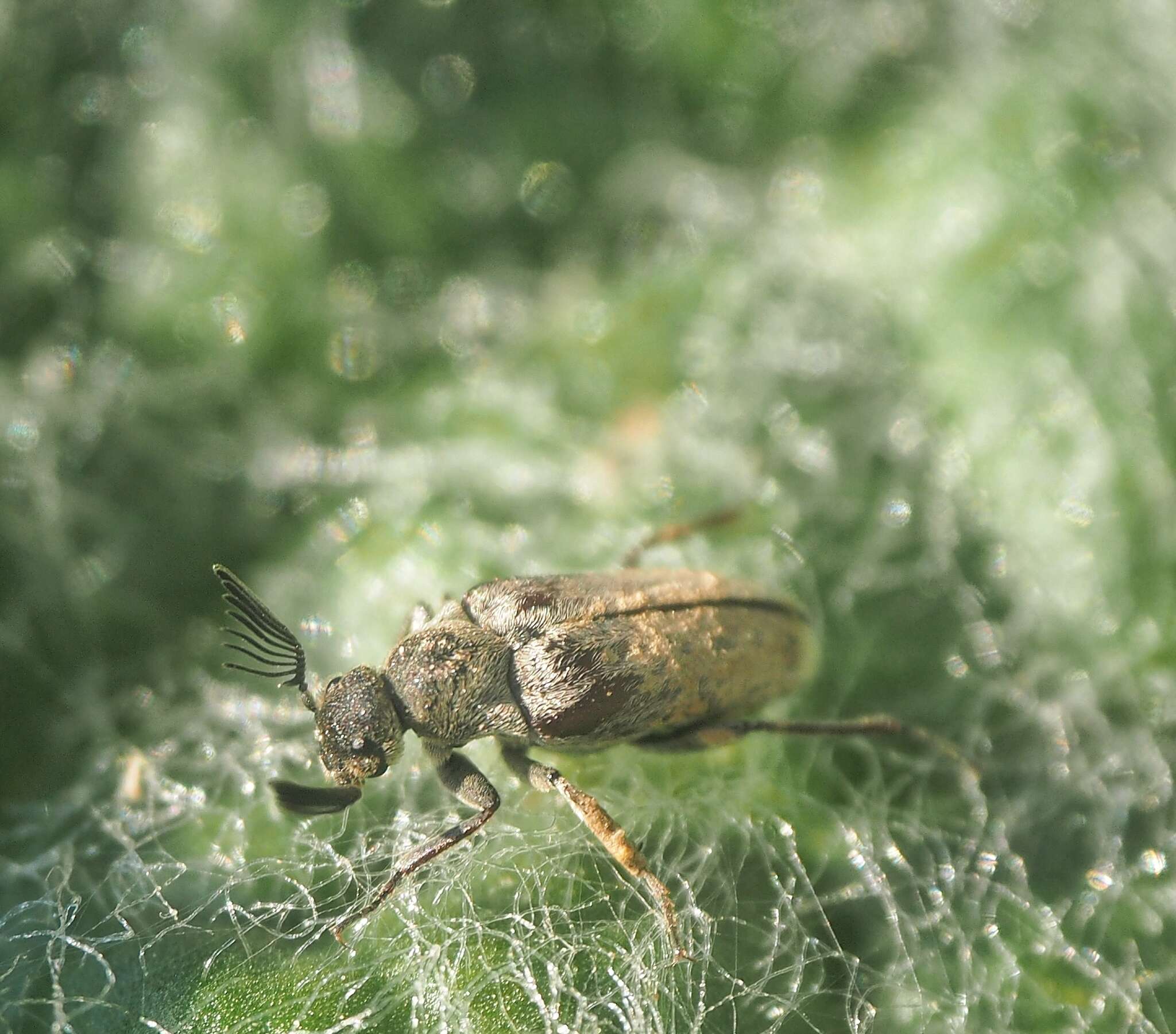 Image of Ptilophorus dufouri