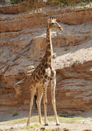 Image of Angolan giraffe