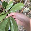 Image of Lysidice rhodostegia Hance