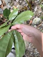 Image of Lysidice rhodostegia Hance