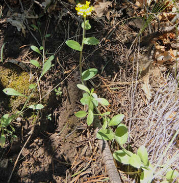 Image de Draba helleriana Greene