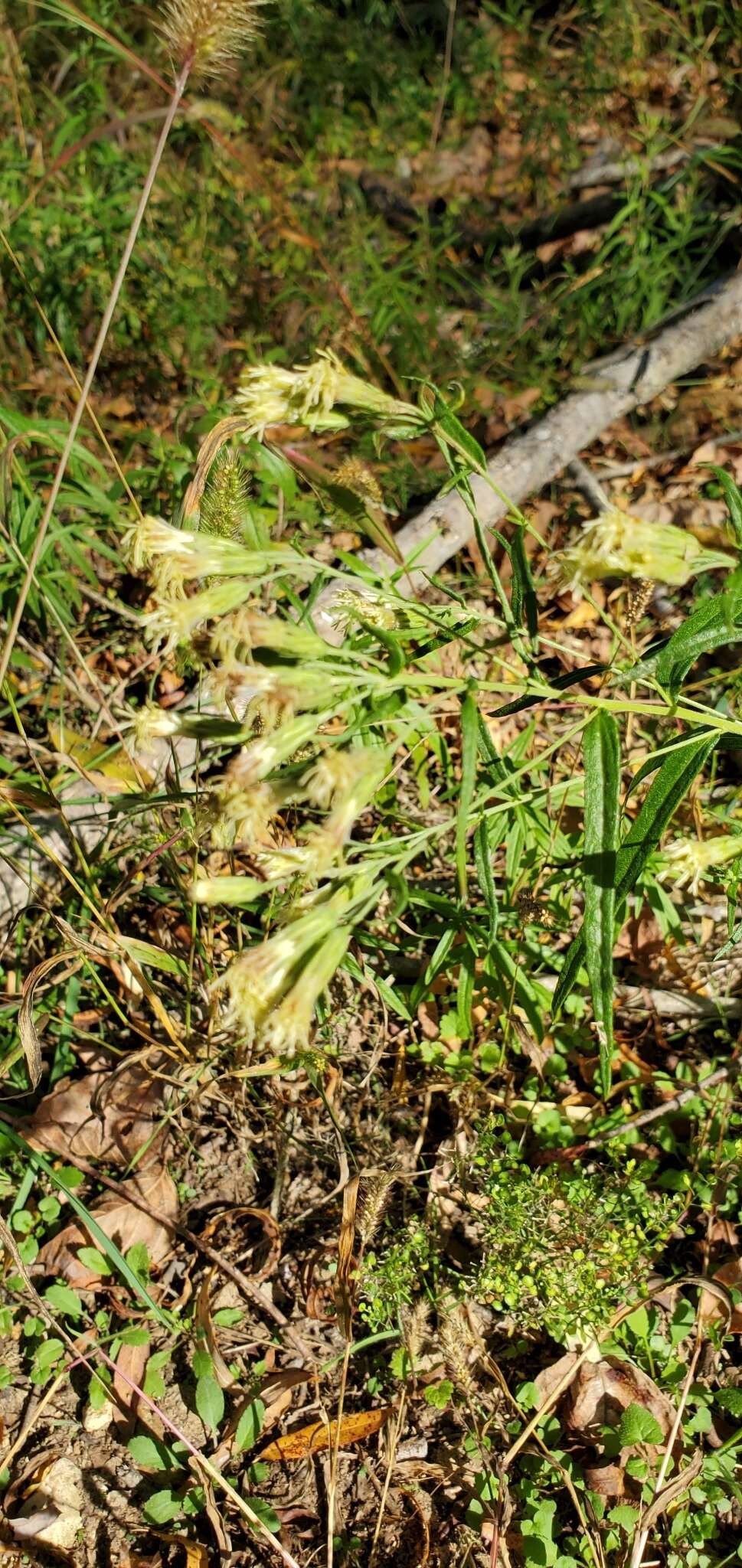 Image of false boneset