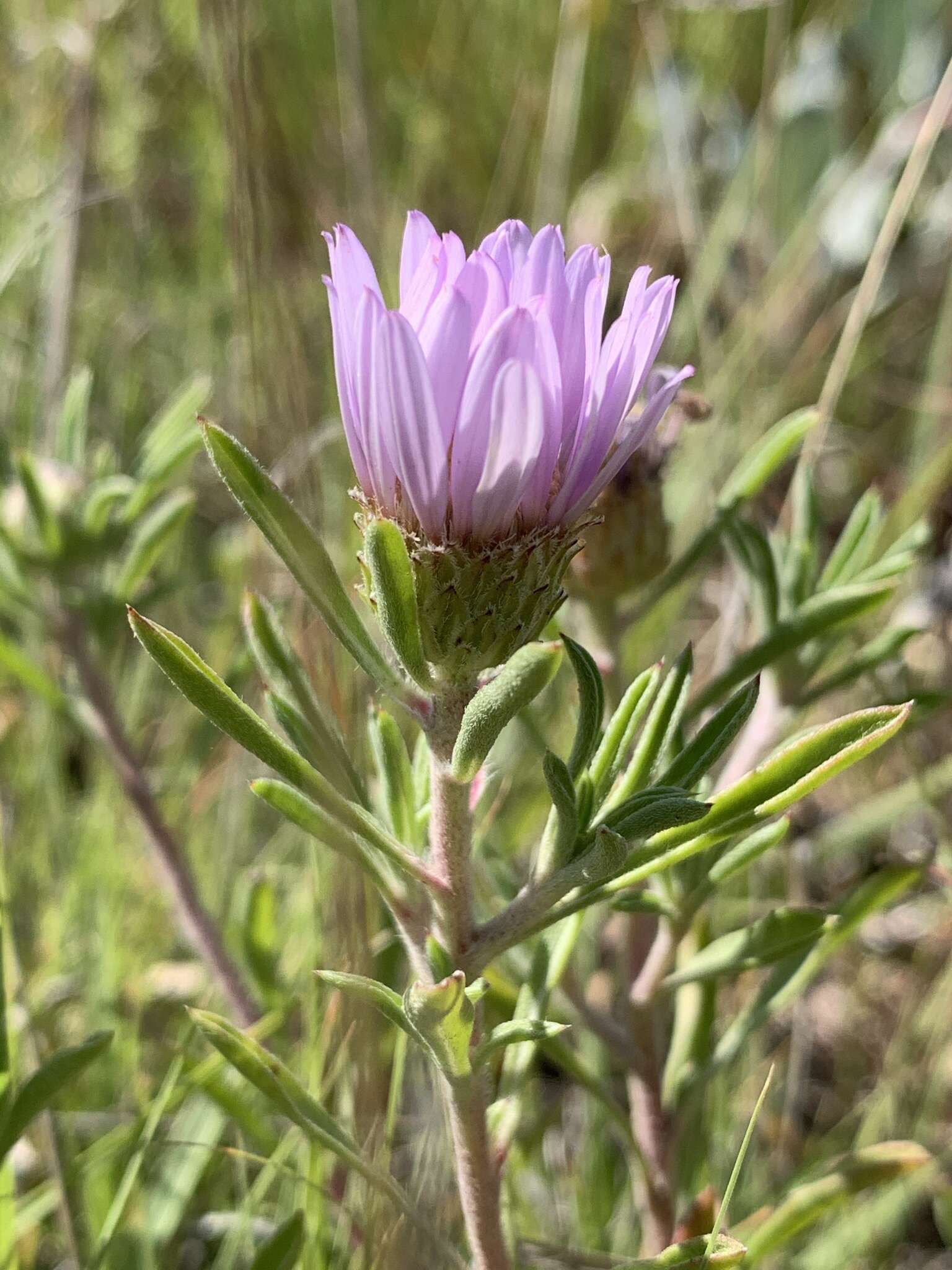 Image of Texas Townsend daisy