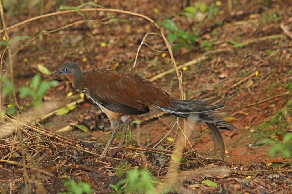 Image of lyrebirds