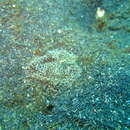 Image of Coeloplana (Benthoplana) meteoris Thiel 1968