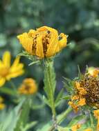 Image of Bidens polylepis S. F. Blake