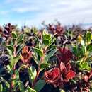 Arctostaphylos pacifica Roof resmi