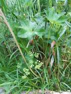 Image of Alchemilla devestiens Juz.