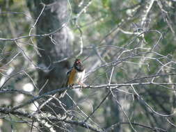 Image of Pipilo maculatus magnirostris Brewster 1891