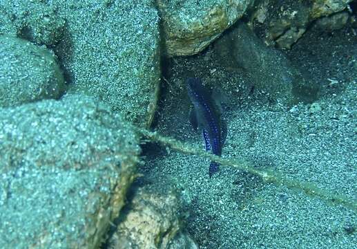 Image of Blue-speckled rubble goby