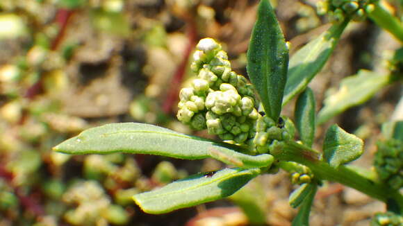 Plancia ëd Oxybasis glauca var. salina (Standl.) Verloove