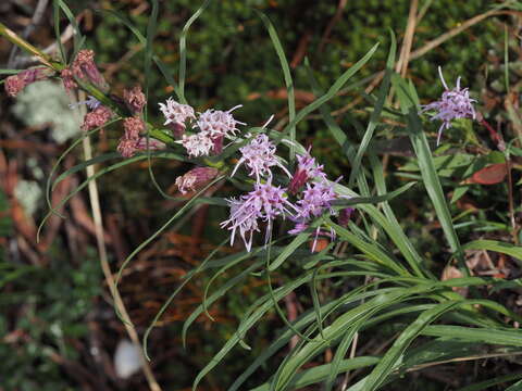 صورة Liatris helleri (Porter) Porter