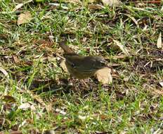 Image of Spotted Scrubwren