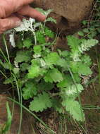 Imagem de Buddleja glomerata H. Wendl.