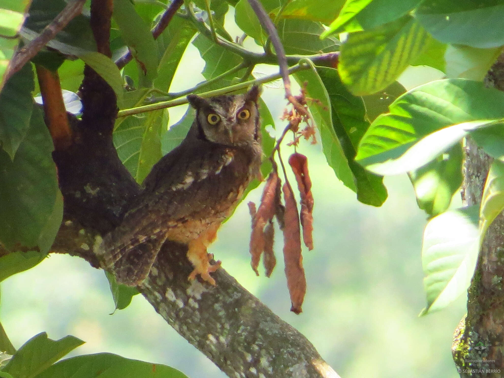 Image of Tropical Screech Owl