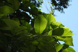 Image of Ehretia dicksonii Hance