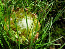 Image of Protea montana E. Mey. ex Meissn.