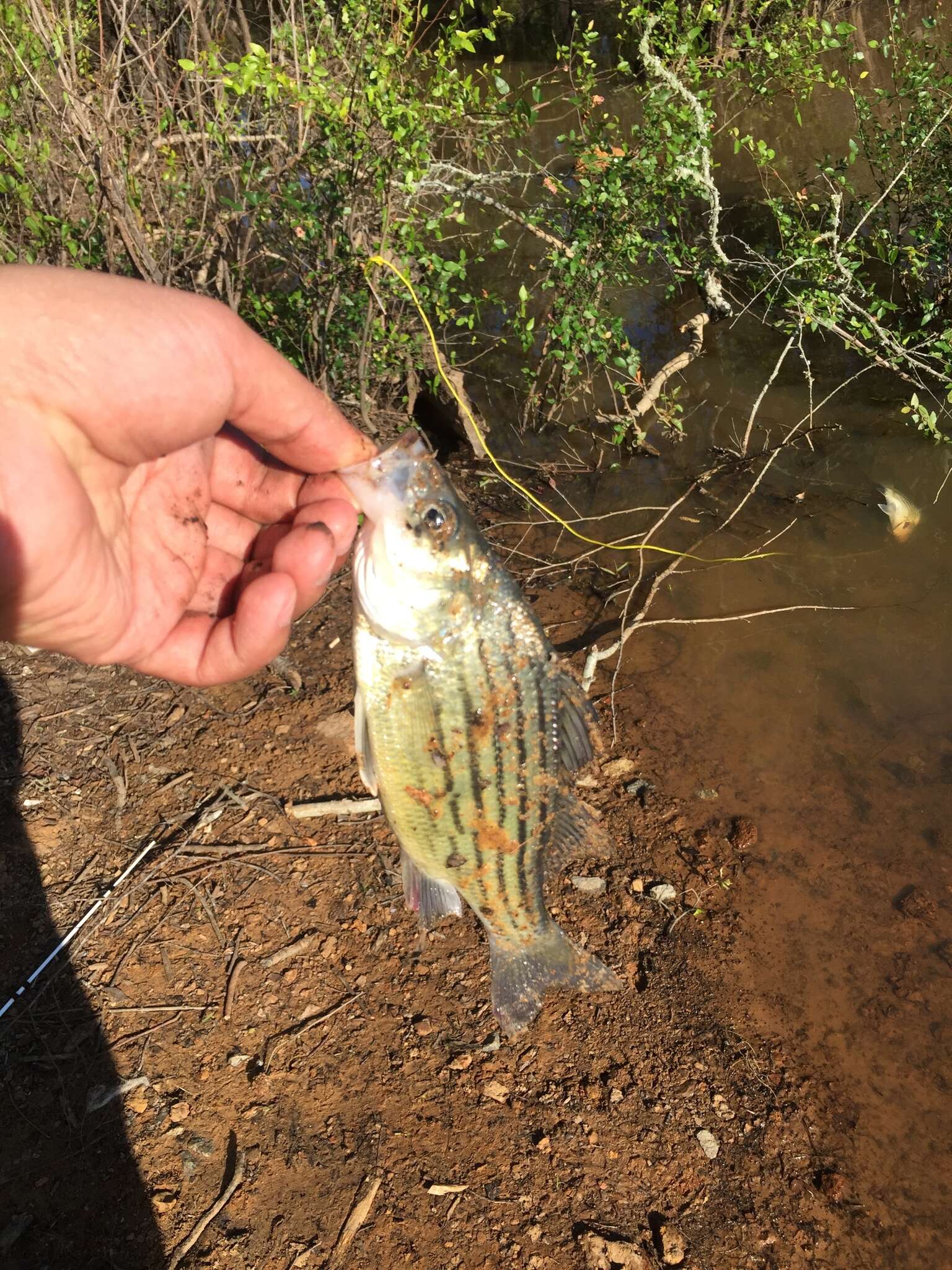 Image of Barfish