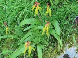 Image of Lachenalia thunbergii G. D. Duncan & T. J. Edwards