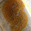 Image of Bratt's orange lichen